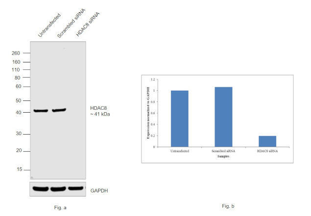 HDAC8 Antibody