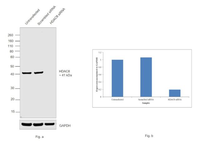 HDAC8 Antibody in Western Blot (WB)