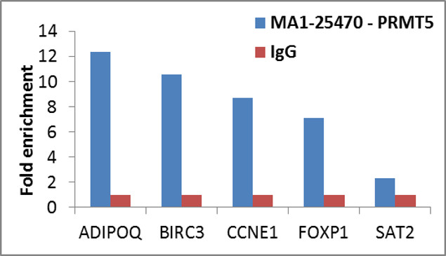 PRMT5 Antibody