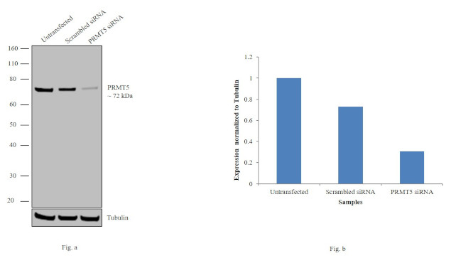 PRMT5 Antibody