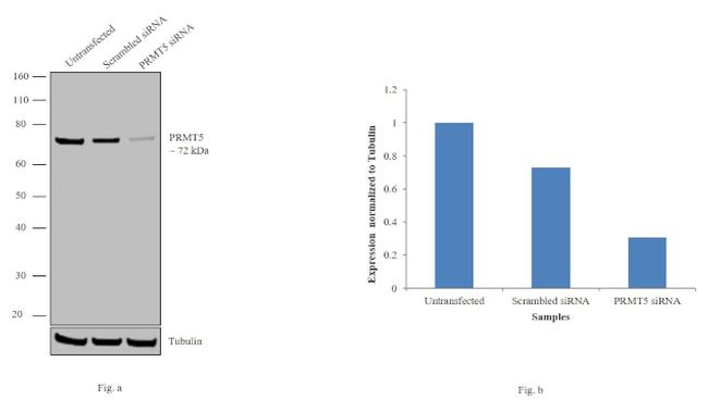 PRMT5 Antibody in Western Blot (WB)