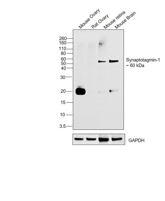 Synaptotagmin 1 Antibody in Western Blot (WB)