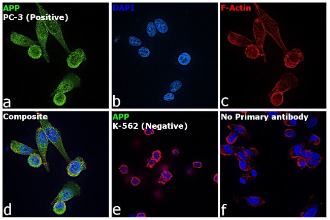 Amyloid Precursor Protein Antibody