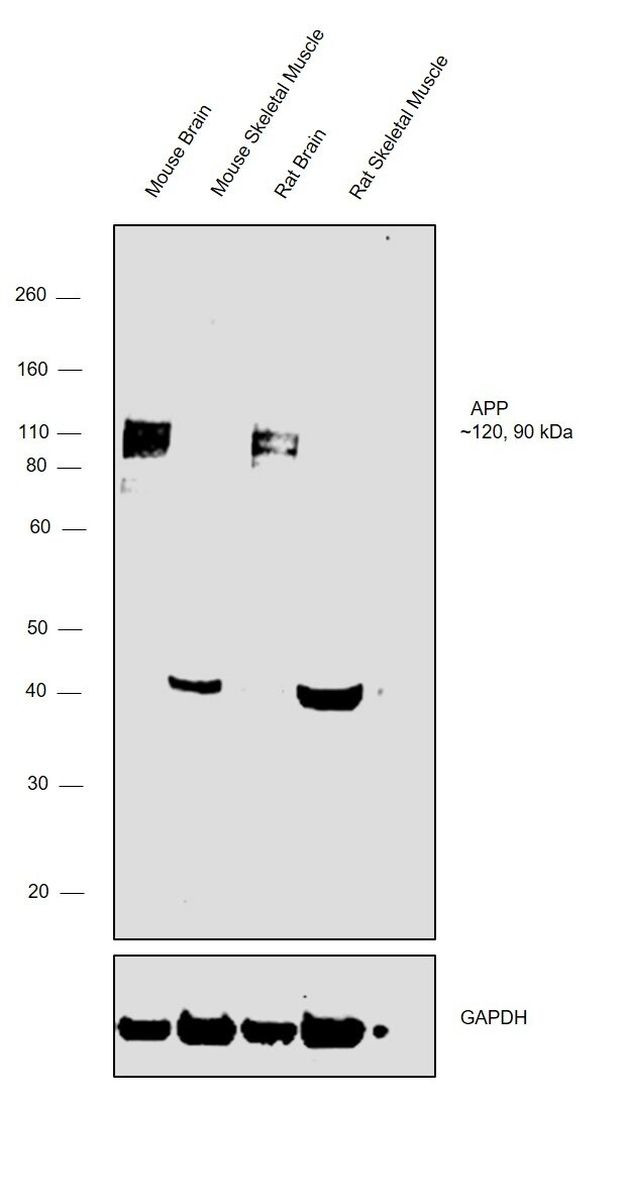 Amyloid Precursor Protein Antibody