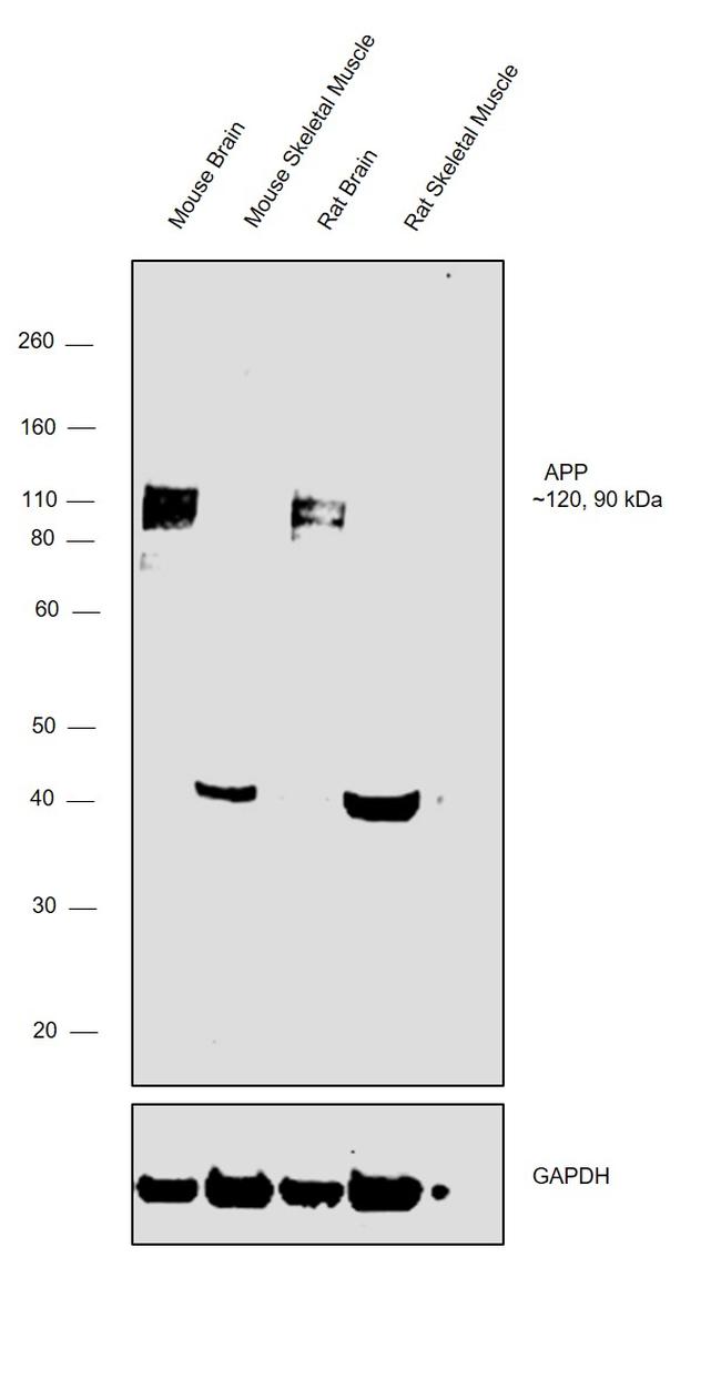 Amyloid Precursor Protein Antibody in Western Blot (WB)