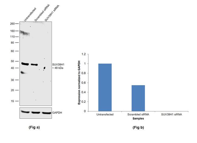 SUV39H1 Antibody in Western Blot (WB)