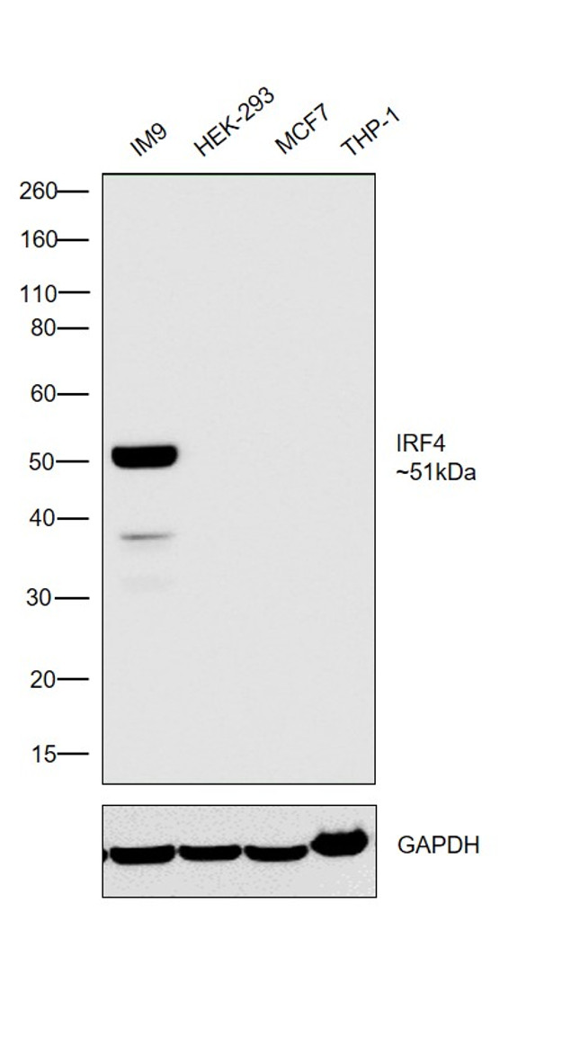 IRF4 Antibody