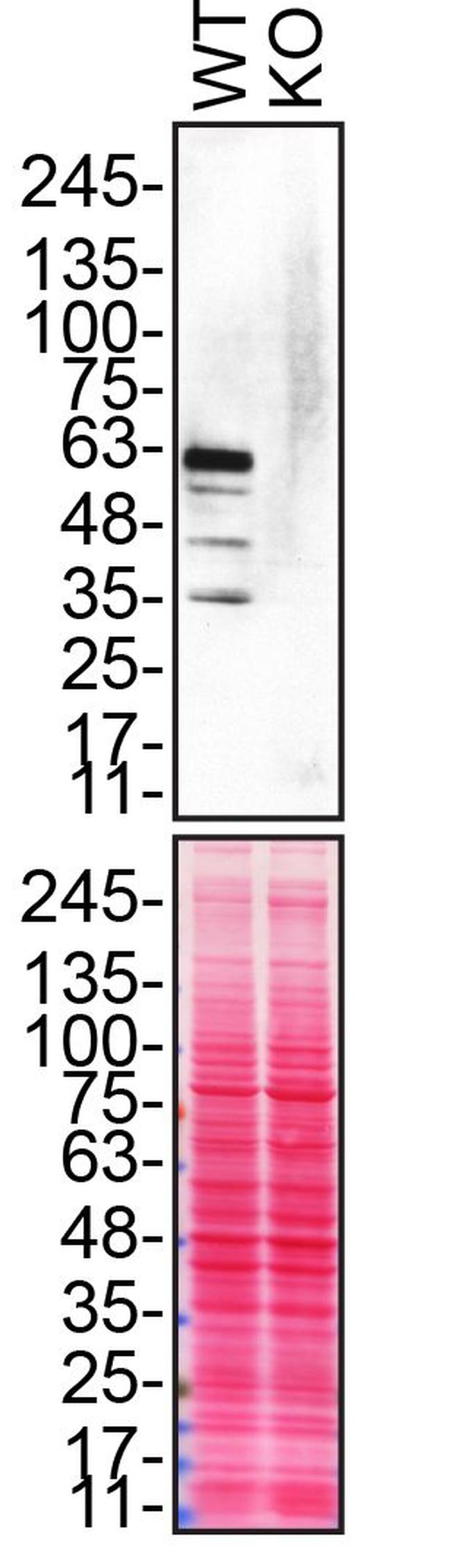 Synaptotagmin 1 Antibody in Western Blot (WB)