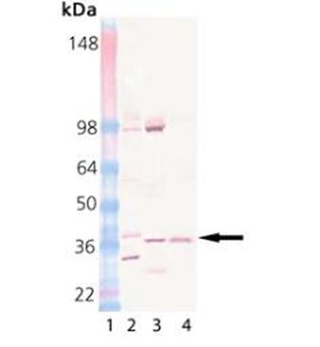 STX12 Antibody in Western Blot (WB)