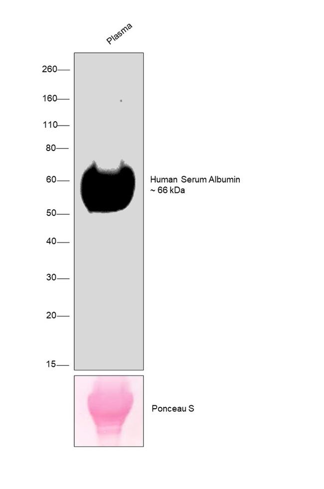 Human Serum Albumin Antibody in Western Blot (WB)