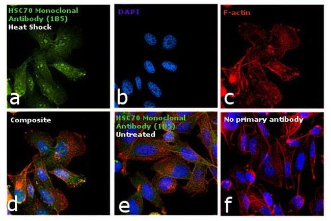 HSC70 Antibody