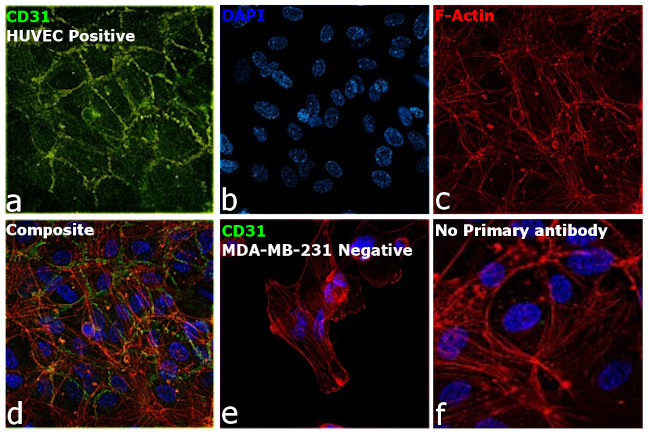 CD31 Antibody in Immunocytochemistry (ICC/IF)