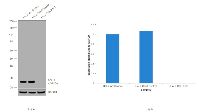 Bcl-2 Antibody