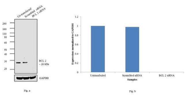 Bcl-2 Antibody in Western Blot (WB)