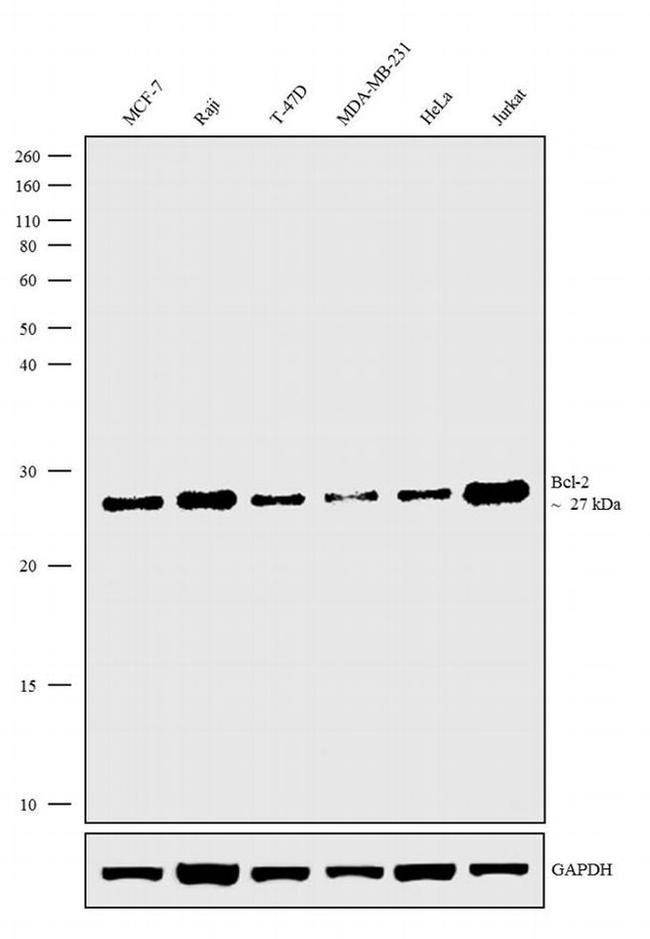 Bcl-2 Antibody in Western Blot (WB)