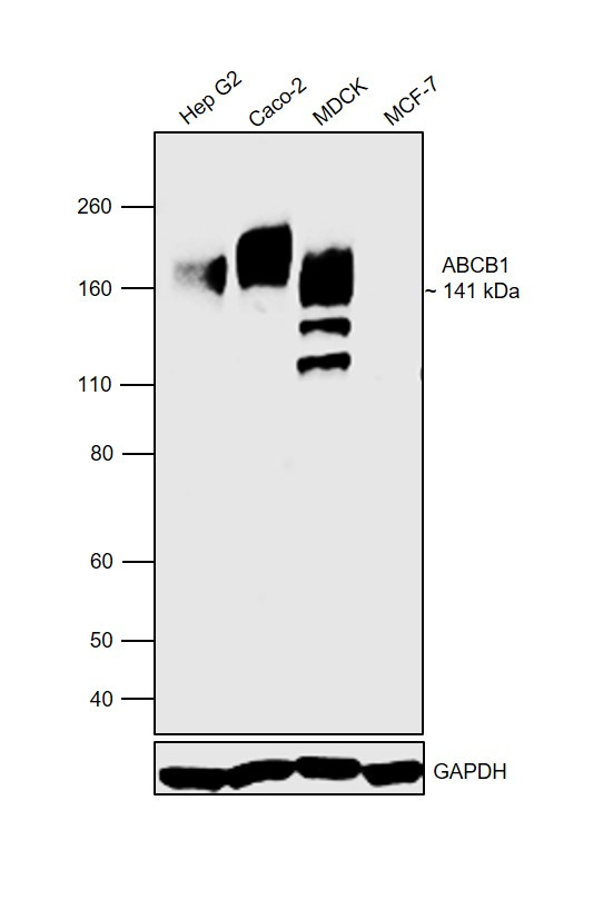 P-Glycoprotein Antibody