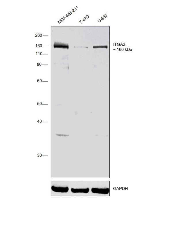 ITGA2 Antibody in Western Blot (WB)