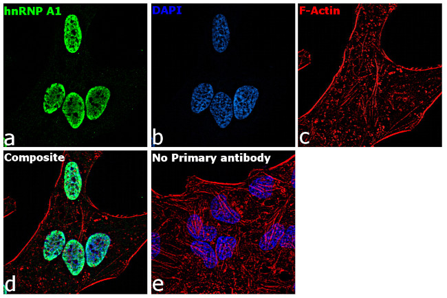 hnRNP A1 Antibody in Immunocytochemistry (ICC/IF)