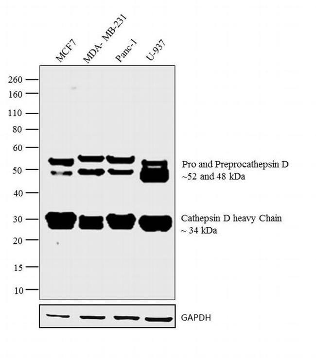 Cathepsin D Antibody in Western Blot (WB)