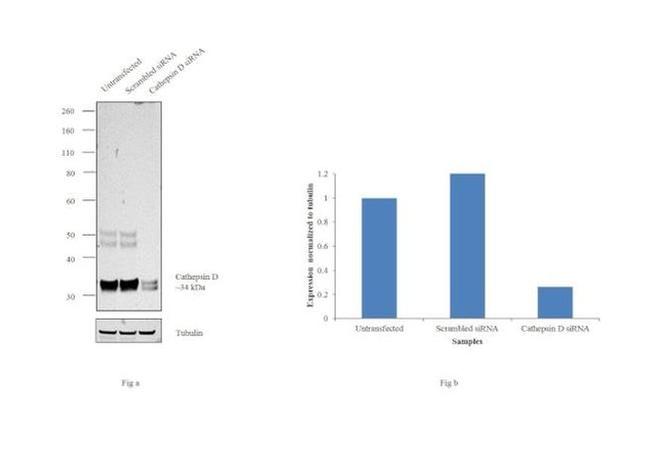 Cathepsin D Antibody in Western Blot (WB)