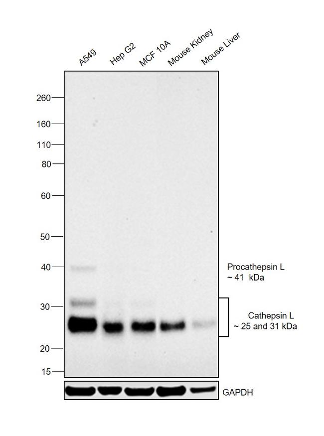 Cathepsin L Antibody in Western Blot (WB)