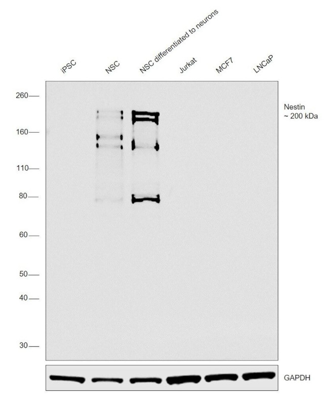 Nestin Antibody