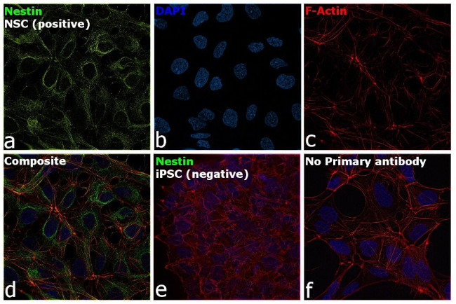 Nestin Antibody in Immunocytochemistry (ICC/IF)