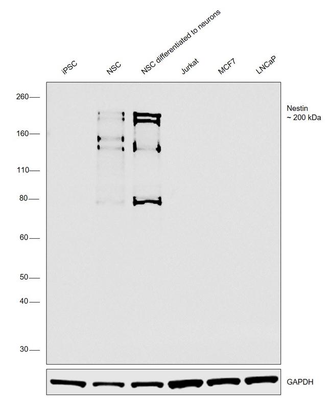 Nestin Antibody in Western Blot (WB)