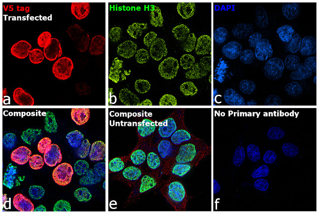 V5 Tag Antibody in Immunocytochemistry (ICC/IF)