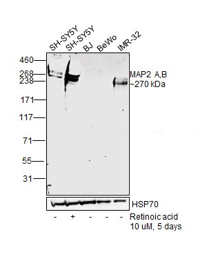 MAP2 Antibody