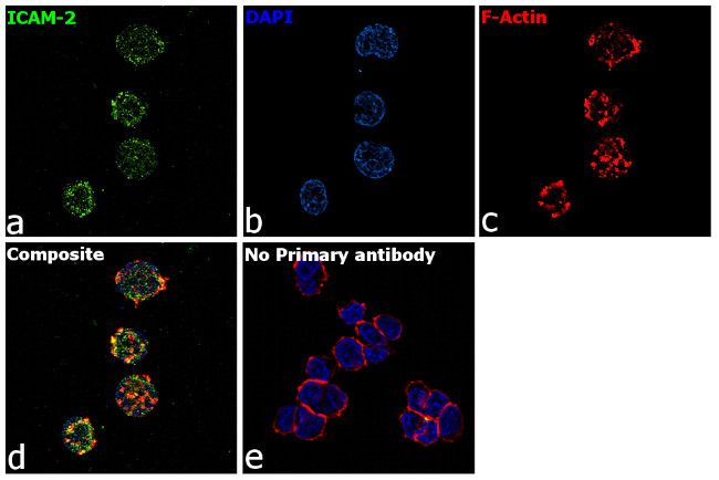 ICAM-2 Antibody in Immunocytochemistry (ICC/IF)