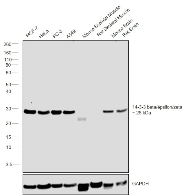 14-3-3 beta/epsilon/zeta Antibody