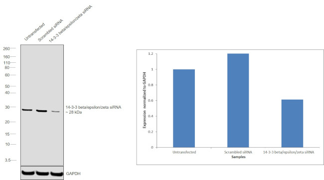 14-3-3 beta/epsilon/zeta Antibody