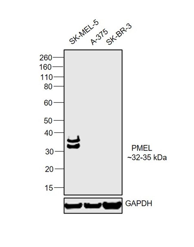 PMEL Antibody in Western Blot (WB)