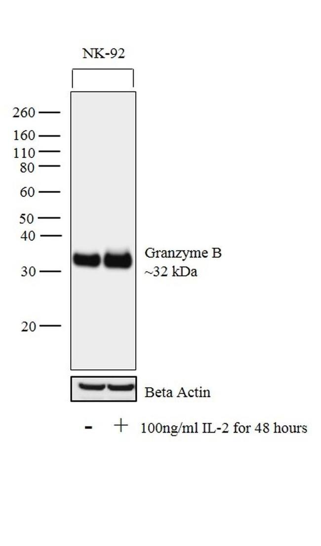 Granzyme B Antibody in Western Blot (WB)