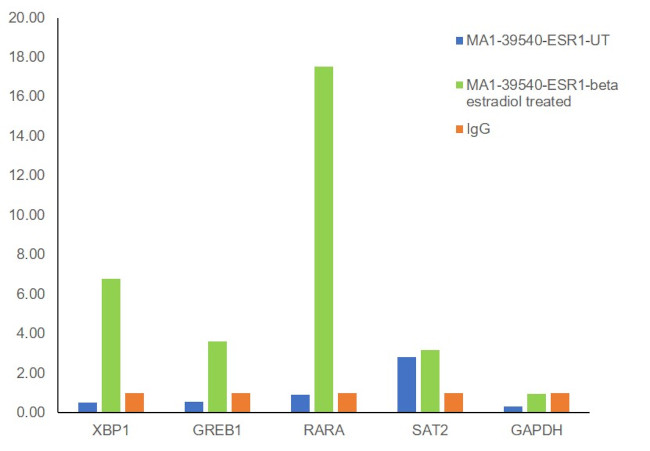 Estrogen Receptor alpha Antibody in ChIP Assay (ChIP)