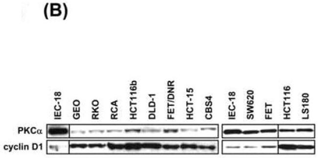 Cyclin D1 Antibody in Western Blot (WB)