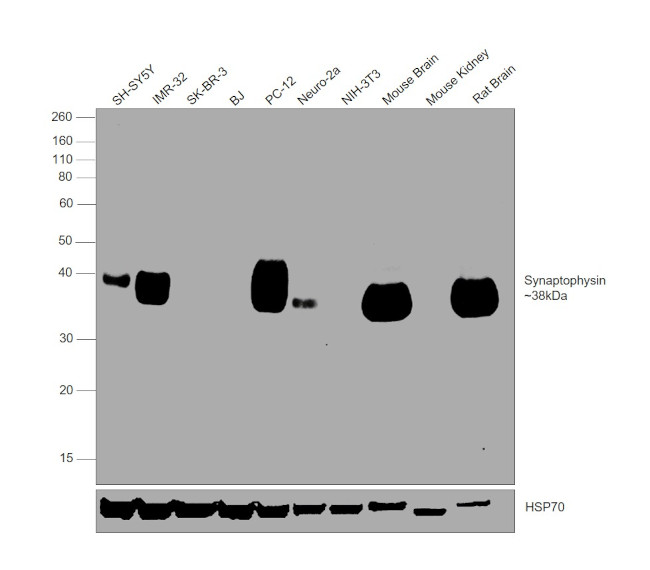 Synaptophysin Antibody