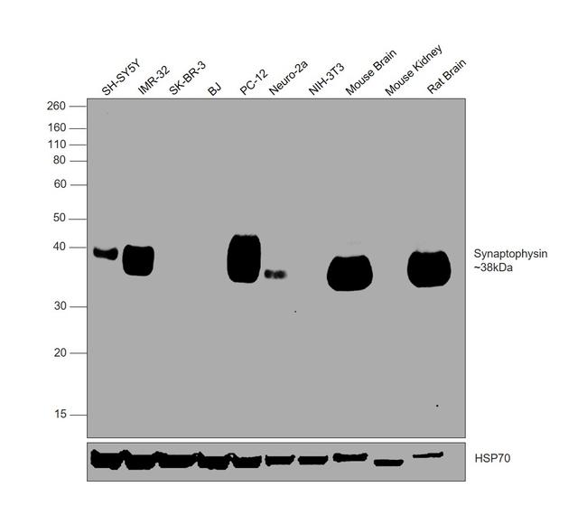 Synaptophysin Antibody in Western Blot (WB)