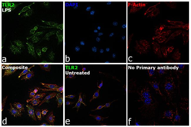 TLR2 Antibody