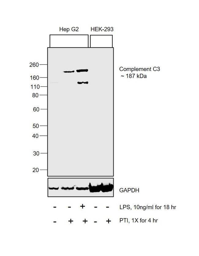 Complement C3a Antibody in Western Blot (WB)