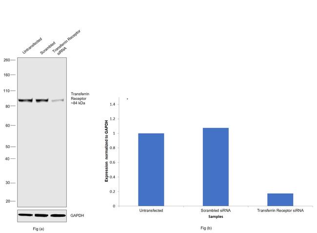 Transferrin Receptor Antibody in Western Blot (WB)