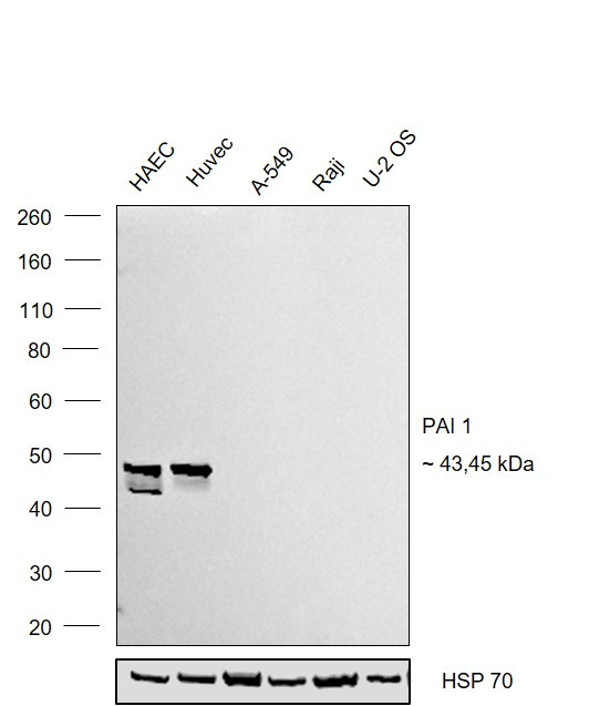 PAI1 Antibody