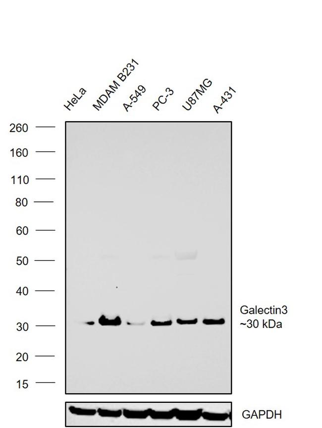 Galectin 3 Antibody in Western Blot (WB)