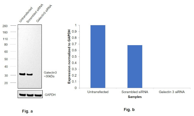 Galectin 3 Antibody