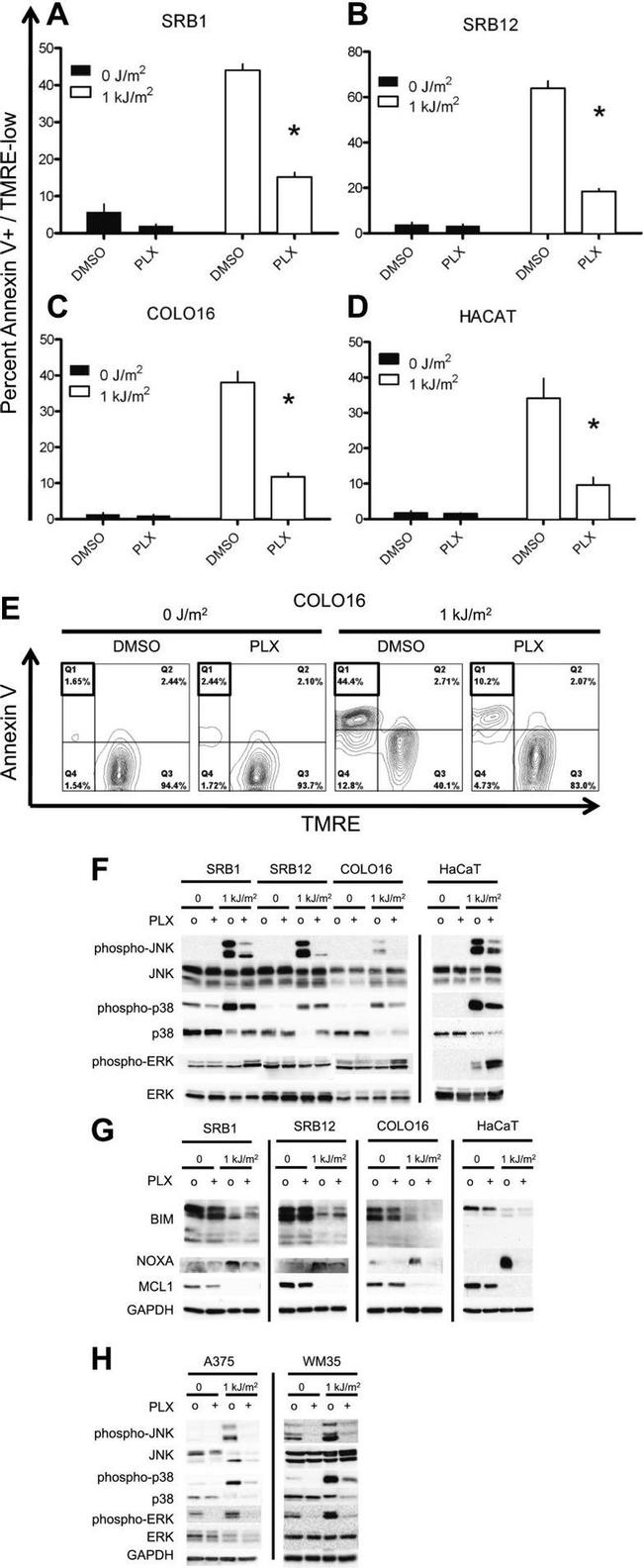 NOXA Antibody in Western Blot (WB)