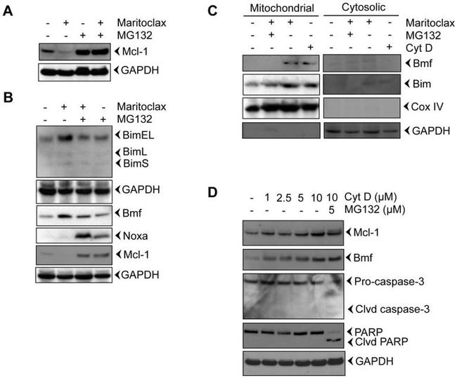 NOXA Antibody in Western Blot (WB)