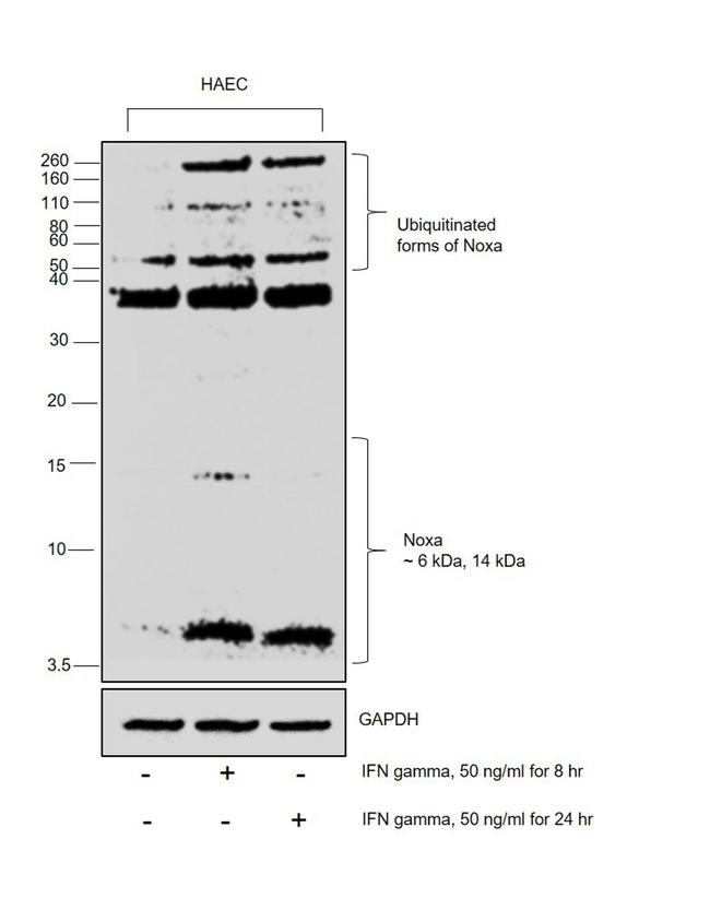 NOXA Antibody in Western Blot (WB)