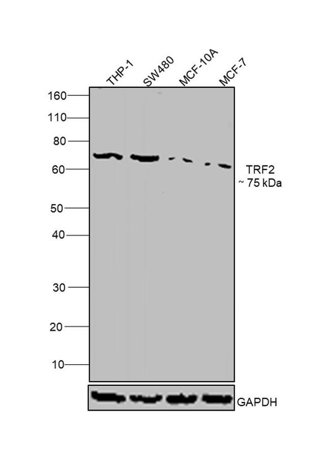 TRF2 Antibody in Western Blot (WB)