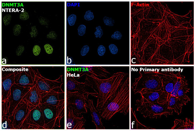 DNMT3A Antibody in Immunocytochemistry (ICC/IF)